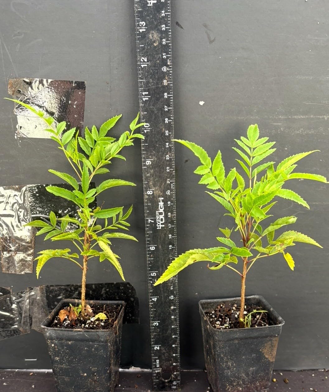 Live Plant - Cape Town Orange Tecomariasmall Rooted Starter Planthummingbird Heaven!