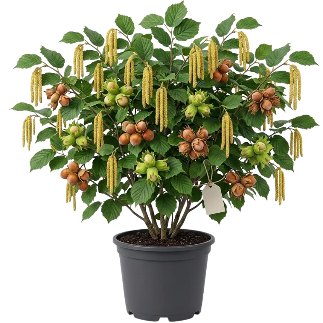 Live Hazelnut Tree Plant 3 Years Old, 2–3 Feet Tall, 3 Gallon Pot, Outdoor Nut Tree for Backyard Orchard and Garden Growing