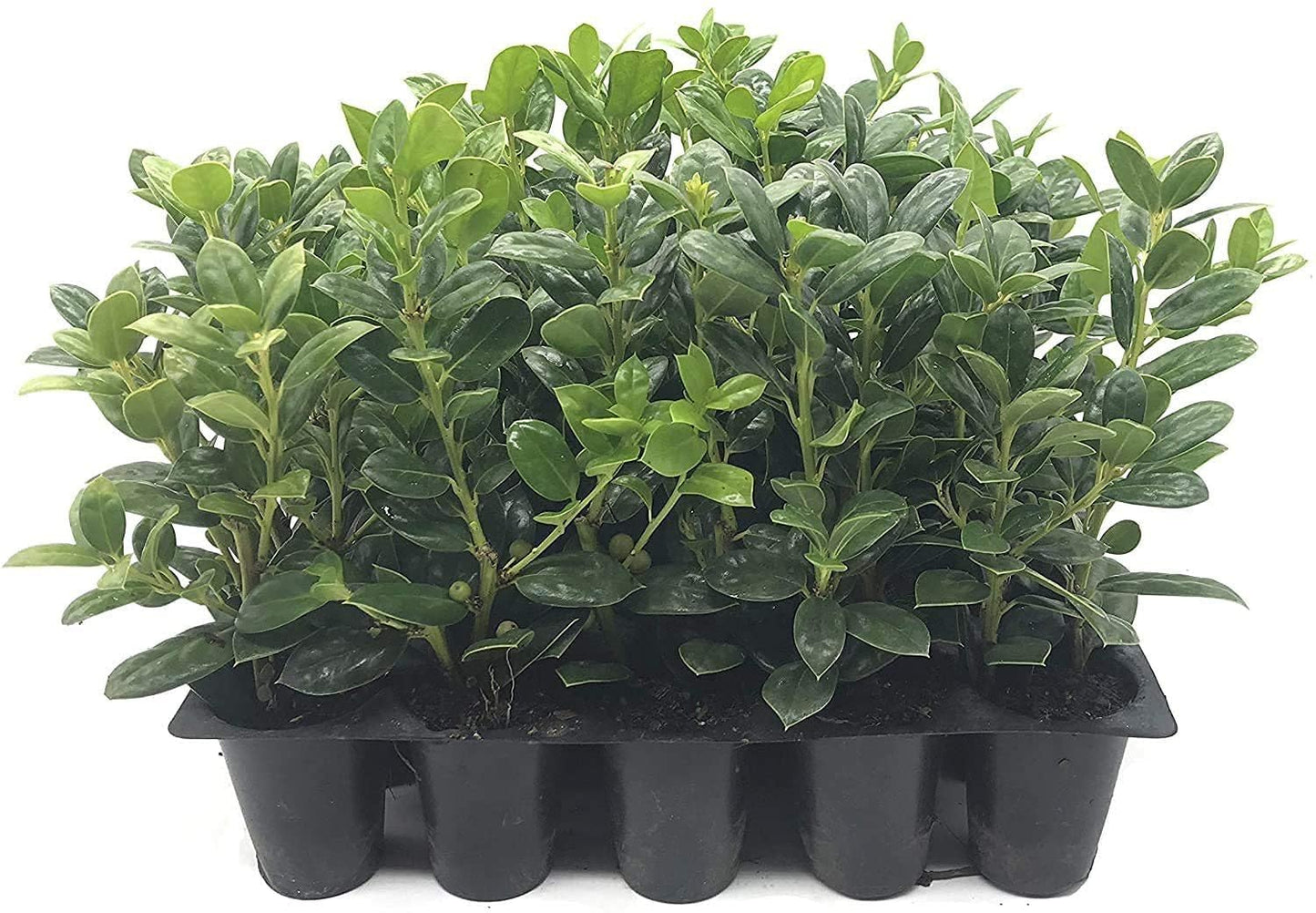Dwarf Burford Holly - 30 Live Plants - Ilex Burfordi Evergreen Hedge Red Berries Tree Shrub