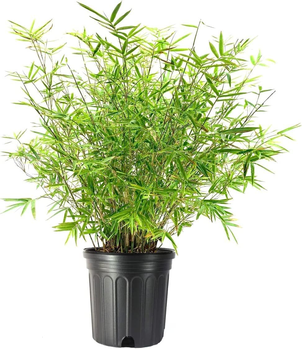 Golden Hedge Bamboo | 1 Extra Large Trade 3 Gallon Plant | Bambusa Multiplex | Clumping Non-Invasive Screening Live Bamboo