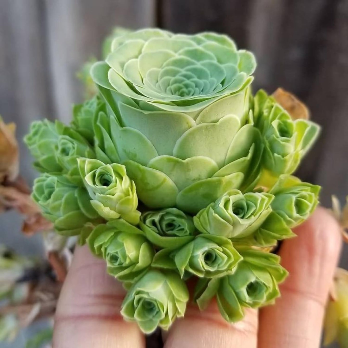 Mountain Rose Cactus Live Plant, Very Rare Succulent Live Plant in 2" Pot, Stater Plant