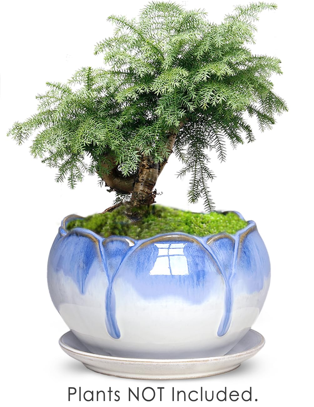 Dahlia 5.5'' Inch Rustic Drip Glazed Ceramic Planter/Succulent Pot/Plant Pot w. Saucer/Tray, White