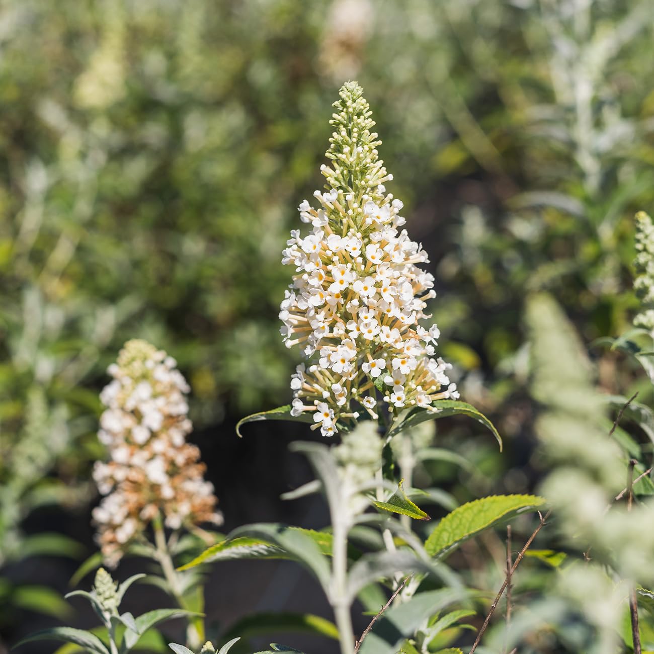 Perfect Plants White Profusion Butterfly Bush 1 Gallon | Flowering Shrub | Pollinator Magnet | Butterfly Garden