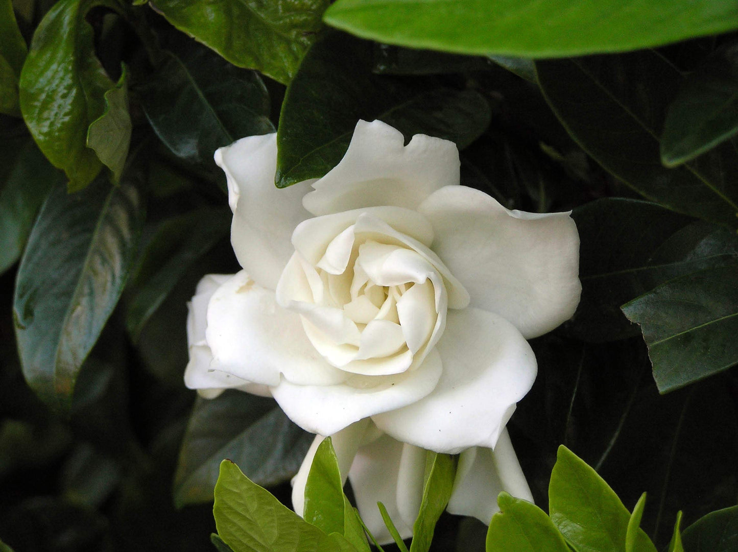 Double Mint Gardenia Plant – Fragrant Reblooming Shrub with Double White Blooms – Evergreen Gardenia Bush for Containers, Borders & Landscapes (3 Gallon/Potted/Single Plant)