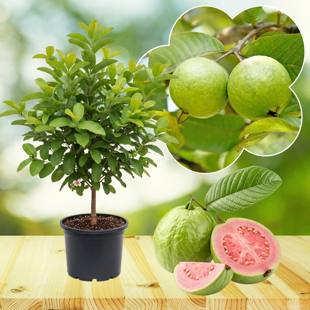 Live Grafted Ruby Guava Tree, Hardy Tropical Guava Plant, Sweet Fruit, 3 to 4 Feet Tall for Outdoor Growing