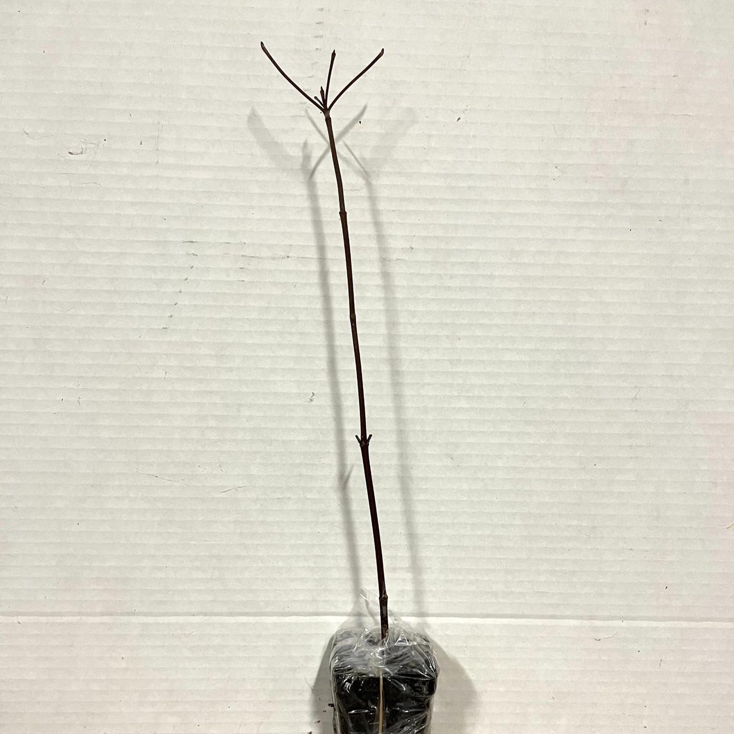 Live Plant - 2 Dappled Willow Trees/Shrubs - 6-12" Tall Seedlings - Live Plants - 2.5" Pots