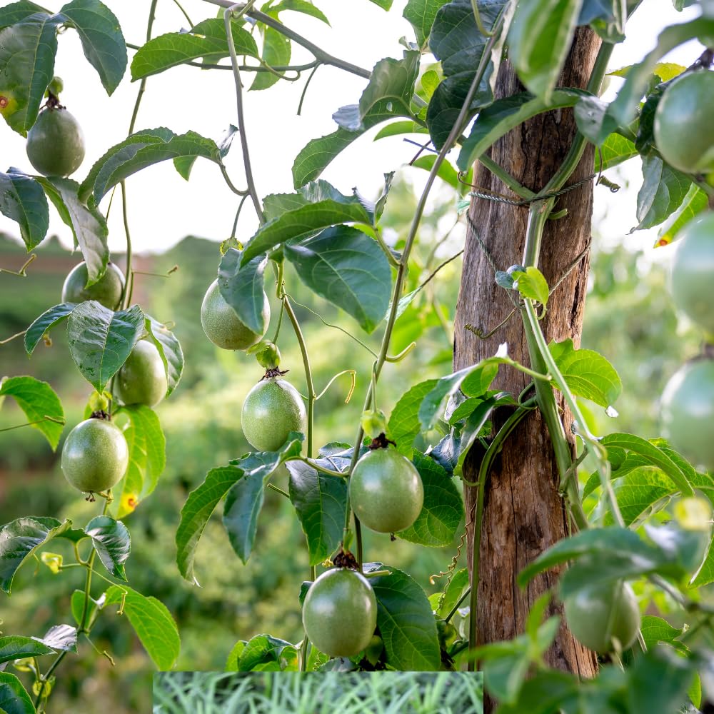 Purple Passion Fruit Tree Live Plant 1-2 Feet, Passionfruit Plant in Gallon Pot, High Yield, Fast Growing, Outdoor Garden Planting, No Ship to CA