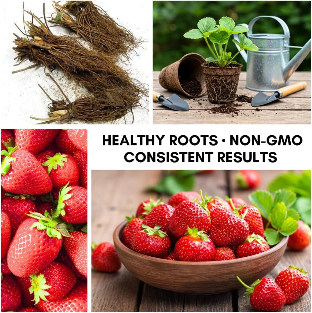 BigBloom Strawberry Plants - Grow Giant Strawberries - Bare Root Plants (30 Plants)