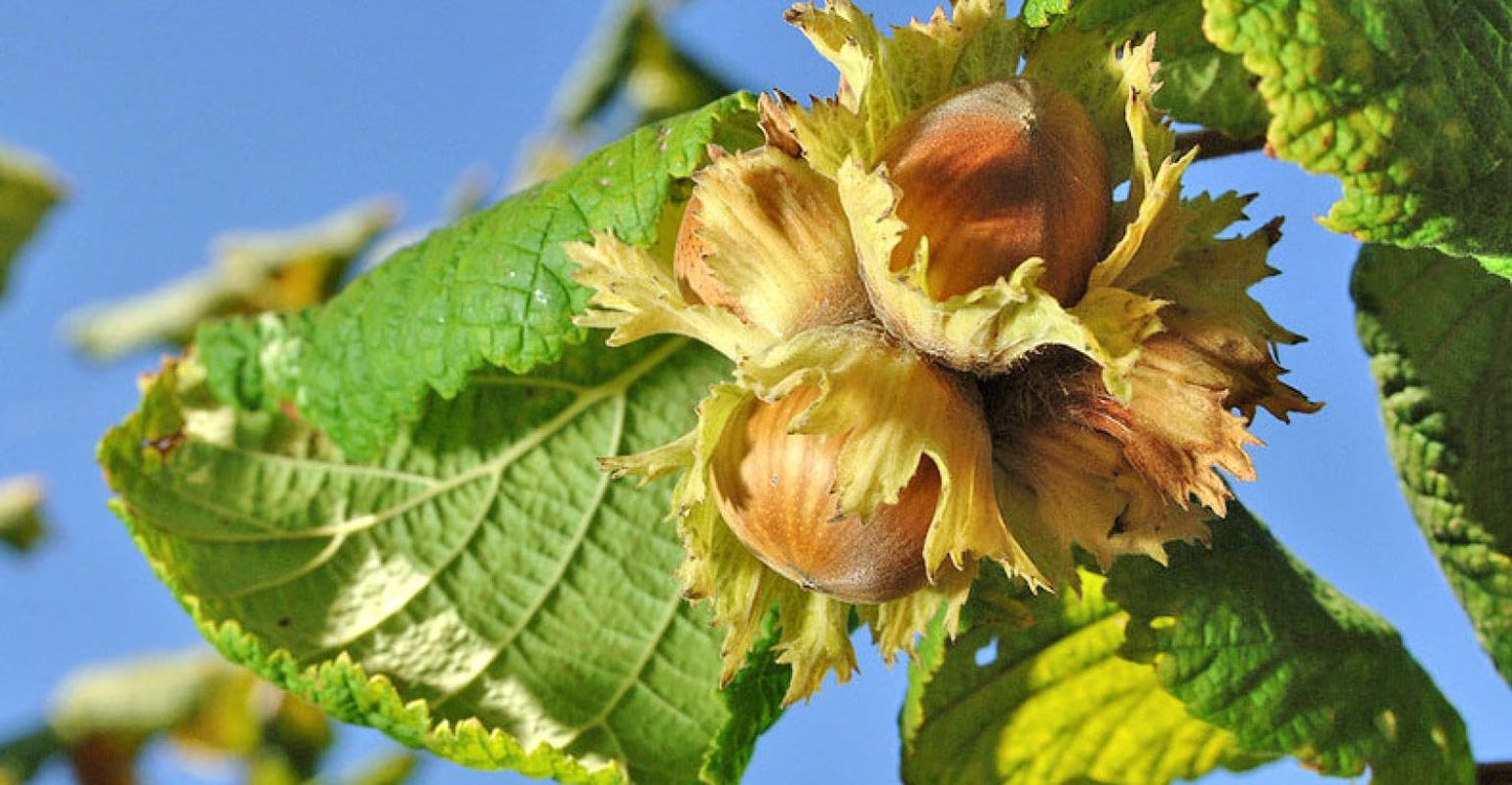 Hazelnut Tree - Produces Nuts - Live Plant Shipped 3 Feet Tall by DAS Farms