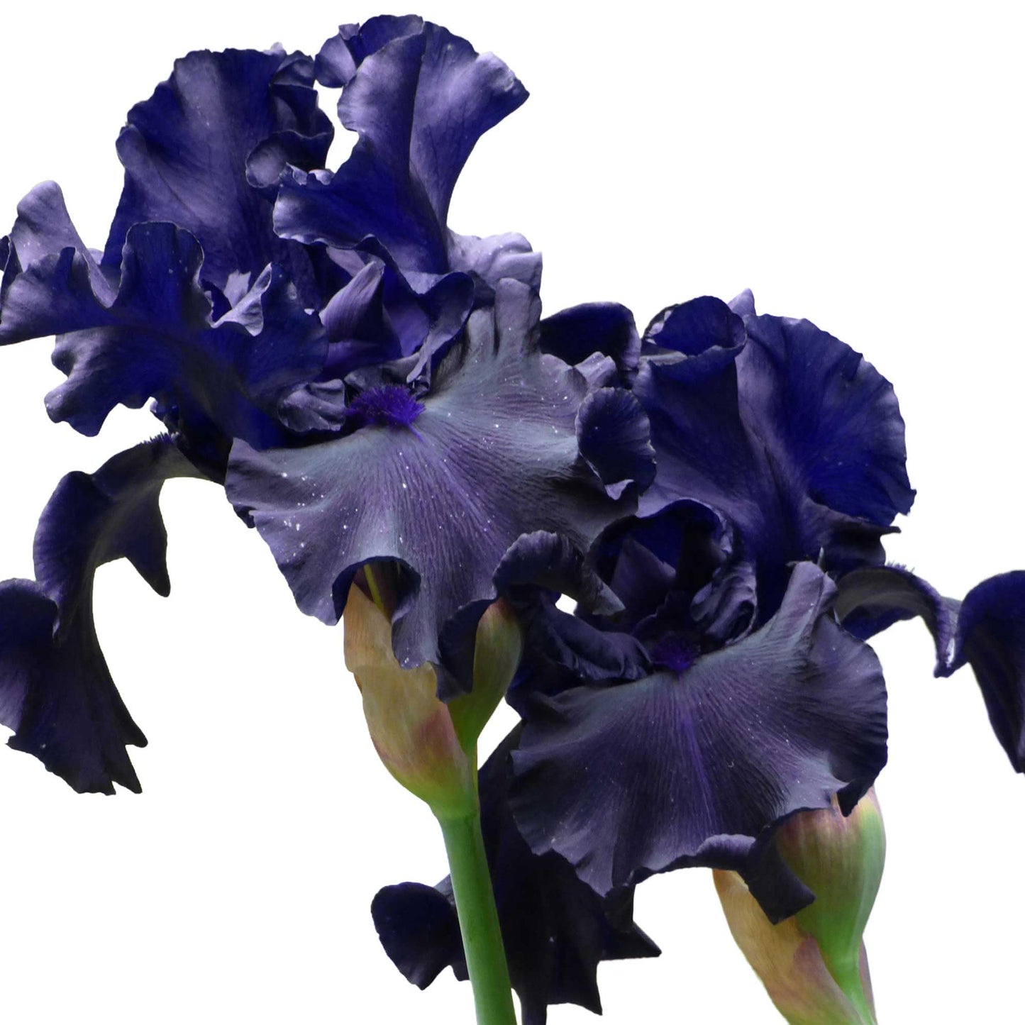 Raven Girl Bearded Iris Plant Potted, Deep Black Purple Flowers, Stargazer Perennials