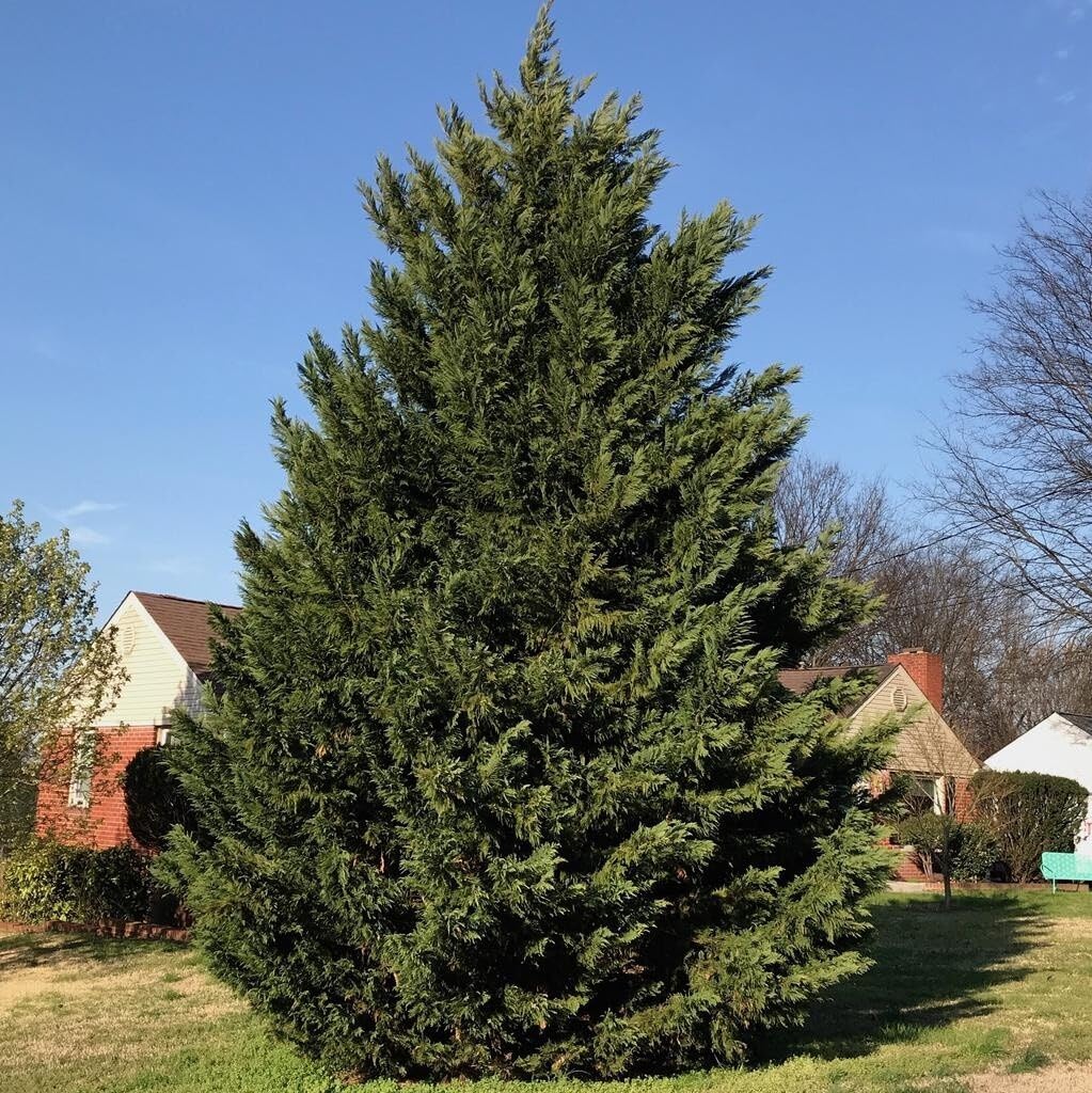 Live Plant - 20 Leyland Cypress Trees - 6-12" Tall Live Plants - Evergreen - Ships Bareroot