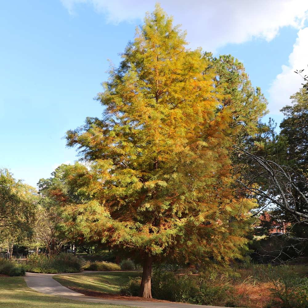 Brighter Blooms - Dawn Redwood Tree, 3-4 ft, No Shipping to AZ