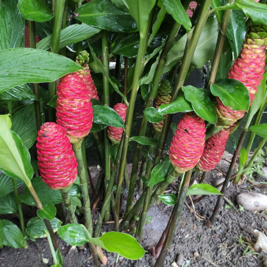 Set 15 of Shampoo Ginger Rhizomes, Awapuhi Zingiber Zerumbet Ginger Rhizomes, Hawaiian Ginger Lily Roots for Gardening