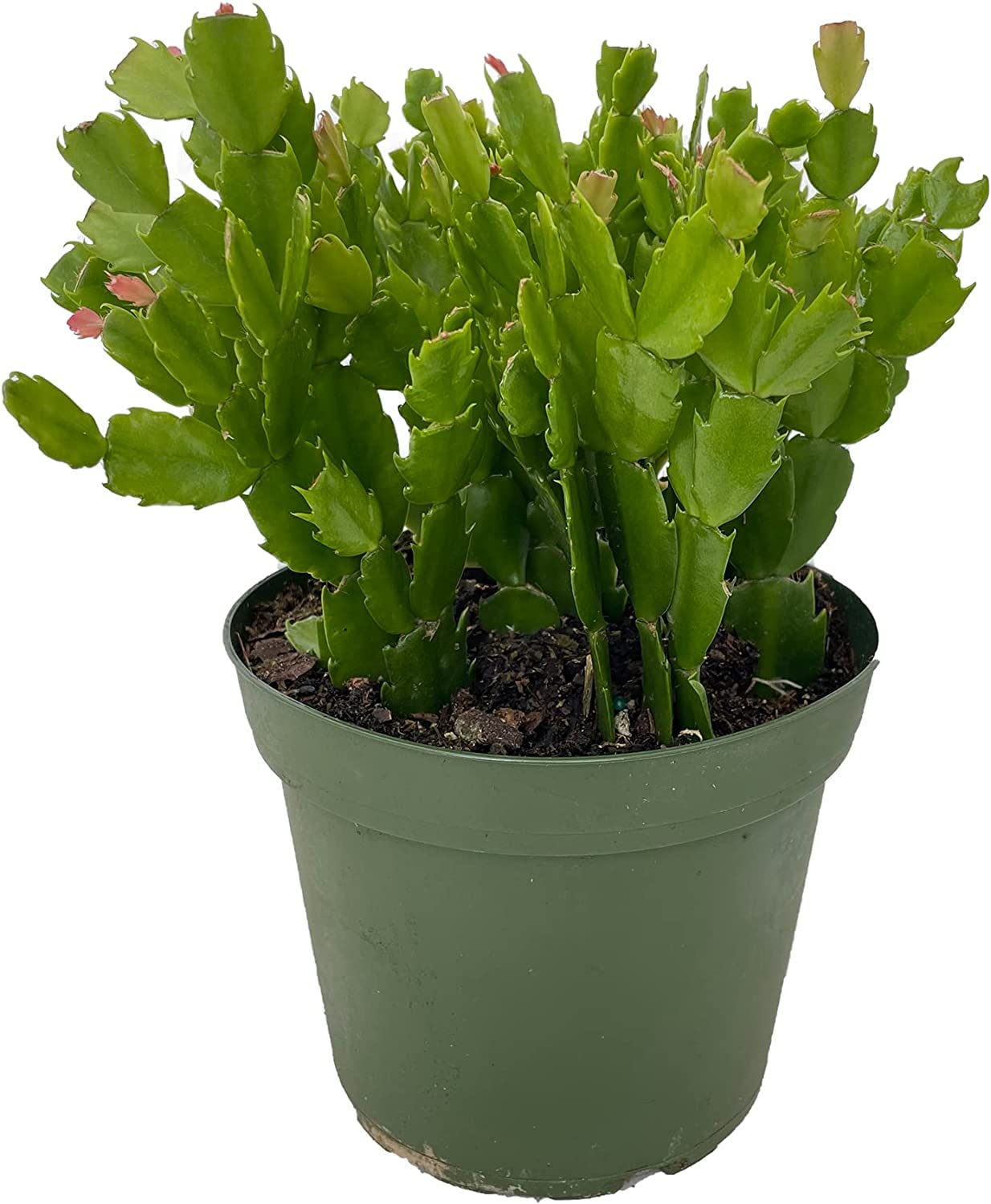 Red Christmas Cactus Plant - Zygocactus - 6" Pot