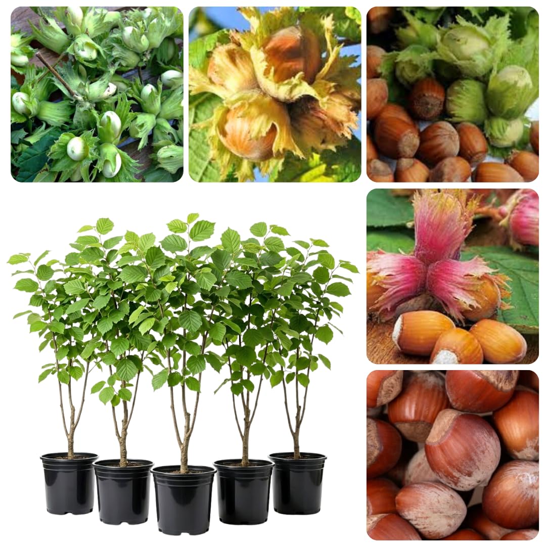 Live Hazelnut Tree Plant 3 Years Old, 2–3 Feet Tall, 3 Gallon Pot, Outdoor Nut Tree for Backyard Orchard and Garden Growing