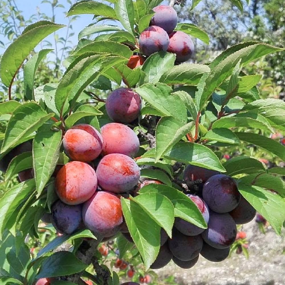 Plum Tree, Plum Live Plant, Sweet Fruit Plant, Live Fruit Tree for Outdoor Planting, 3 Feet Tall in 3 Gallon Pot, No Ship to CA (Red)