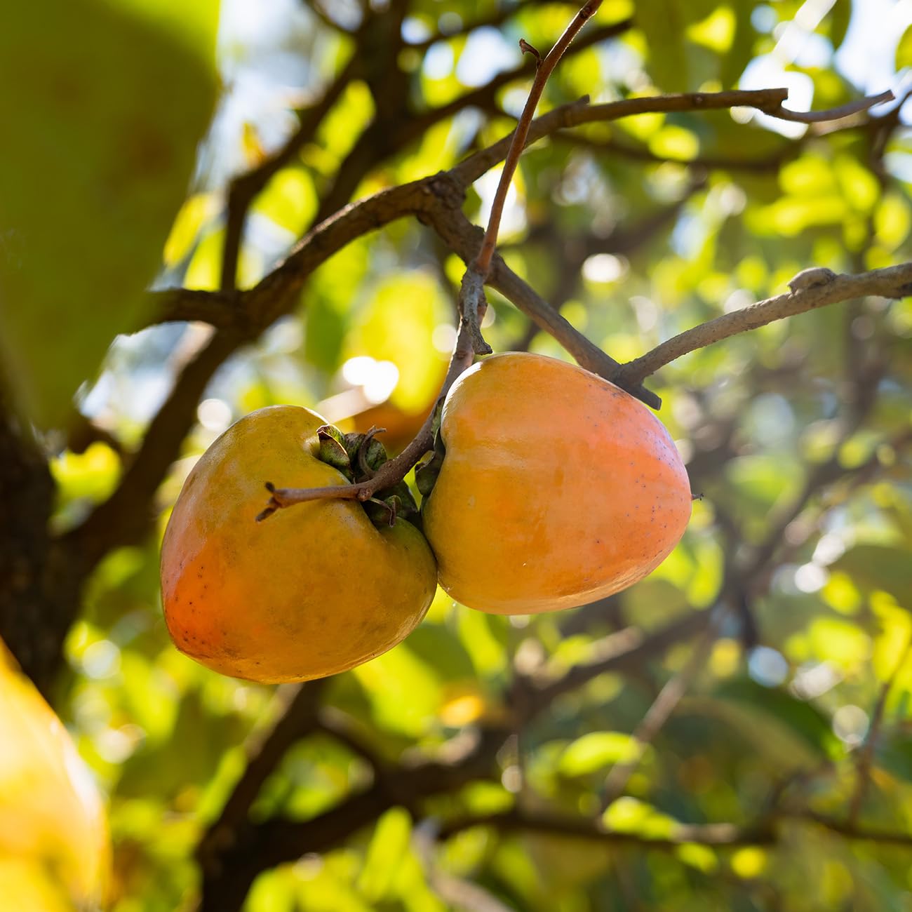 Perfect Plants Tanenashi Persimmon Tree 3 Gallon | Live Fruit Tree for Gardens | Sweet Edible Fruit