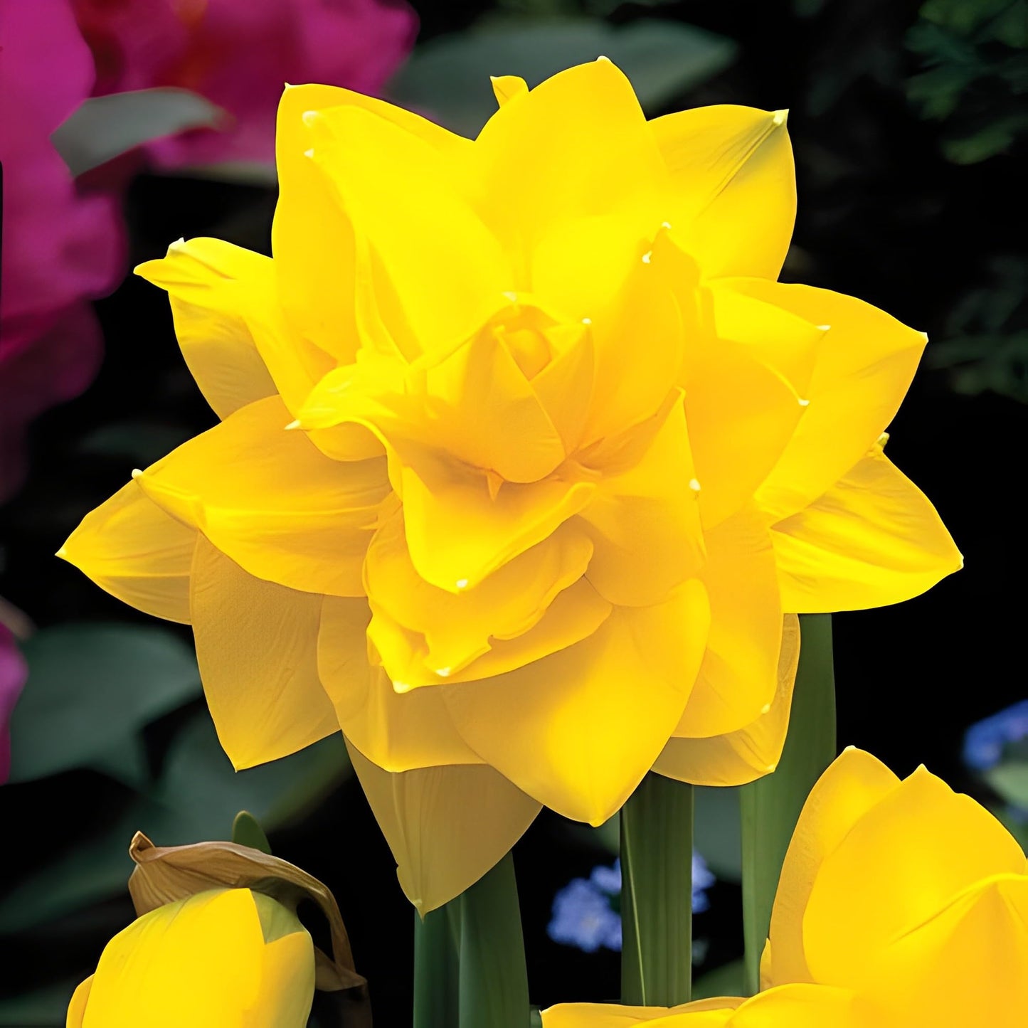 Votaniki Double Daffodil Golden Ducat Bulbs - Long Lasting Blooms & Perennial Daffodil | Narcissus Double 'Golden Ducat - Easy to Grow (12 Pack)