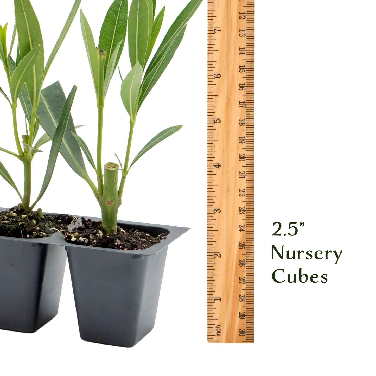 3 Nerium Red Oleander in 2.5” Nursery Cubes (Nerium Oleander ‘Jannoch’) | Red-Flowering Evergreen Shrub or Small Tree for Hedges, Privacy Screens, and Containers | Ready-to-Plant Live Starter Plants