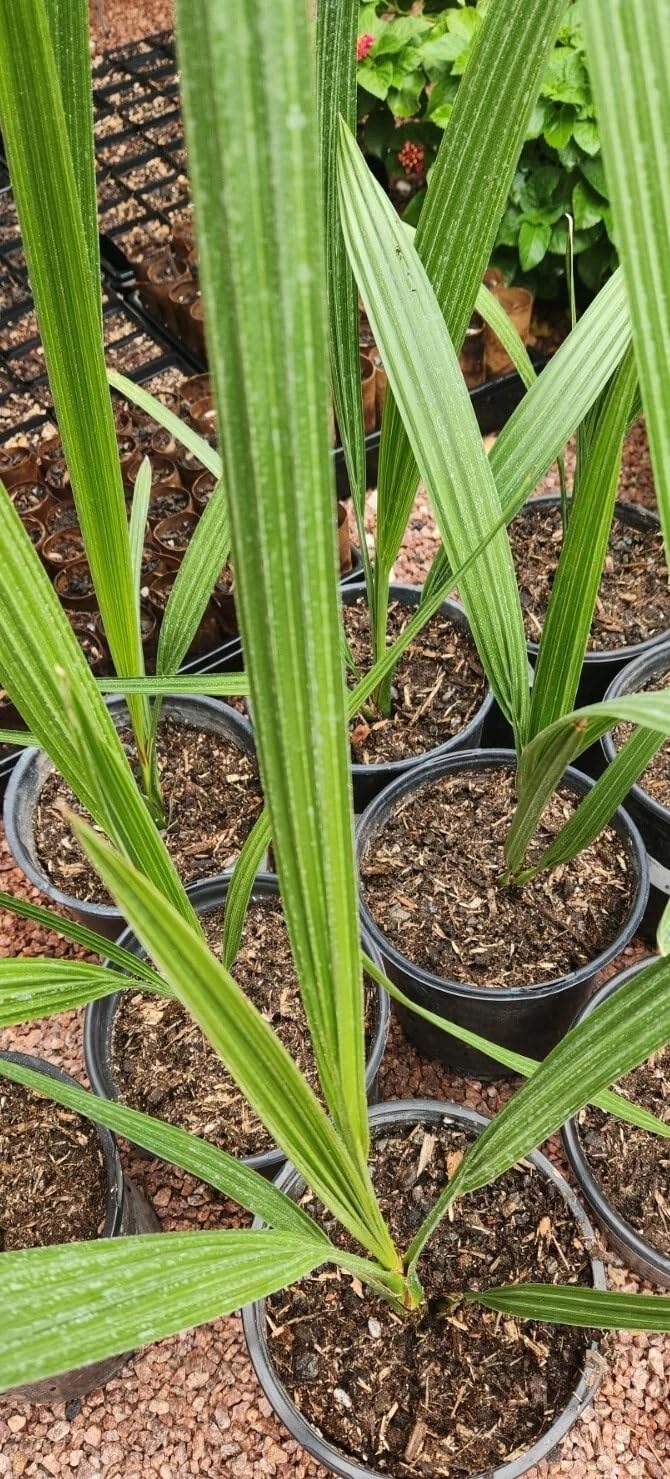 7" Potted Medjool Date Palm Tree – 5+ Years Old, 38" Tall – Phoenix dactylifera – Live Plant
