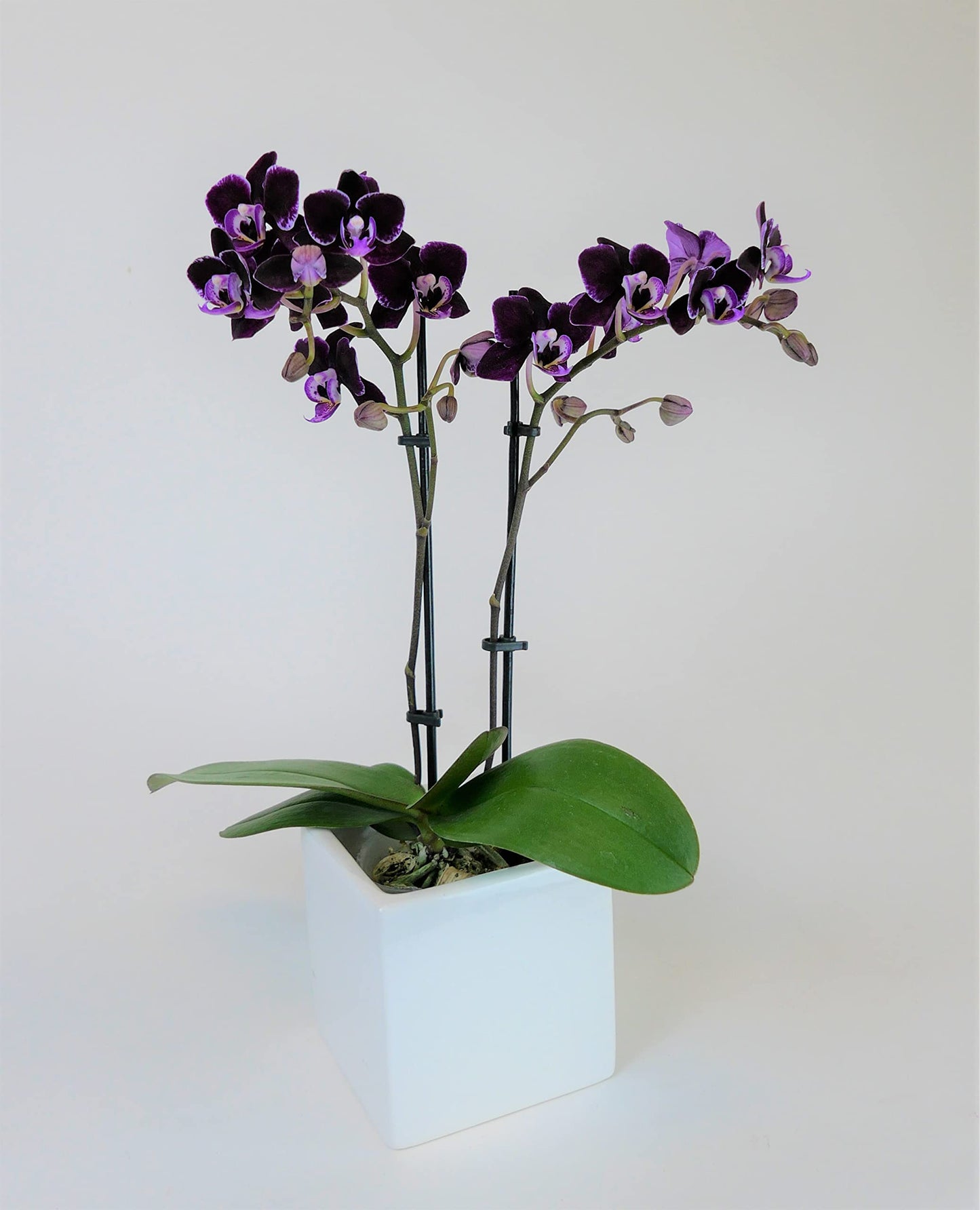 Athena's Garden Two Sets of Live Orchid Plants, Light Pink & Purple Double Spike Phalaenopsis in Container