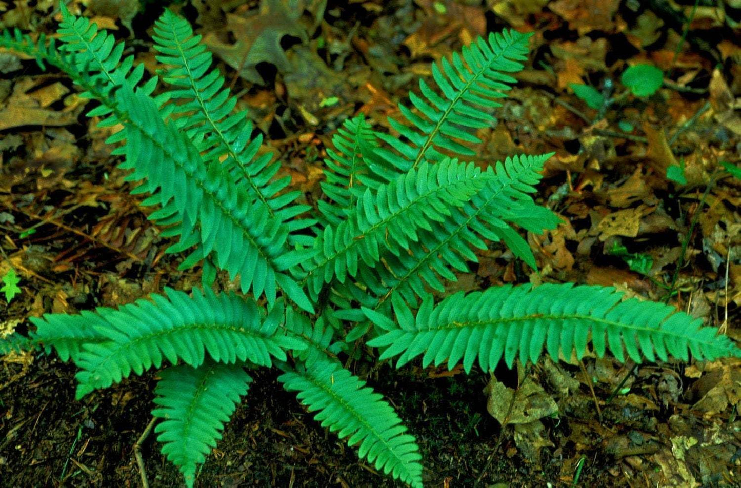 Live Plant - 10 Christmas Fern Root Systems, Christmas Dagger - Polystichum acrostichoides
