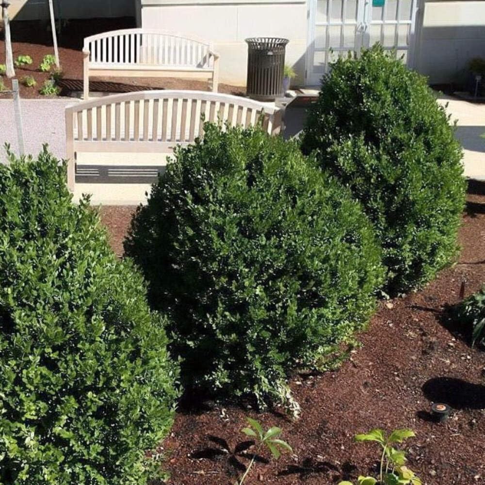 Buxus Green Mountain (3 Gallon)