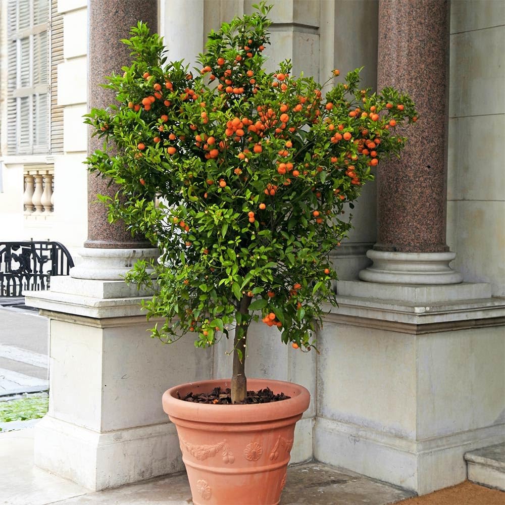 Brighter Blooms - Calamondin Orange Tree, 2-3 ft. - No Shipping to AK, AL, AZ, CA, FL, GA, HI, LA, MS, OR, TX