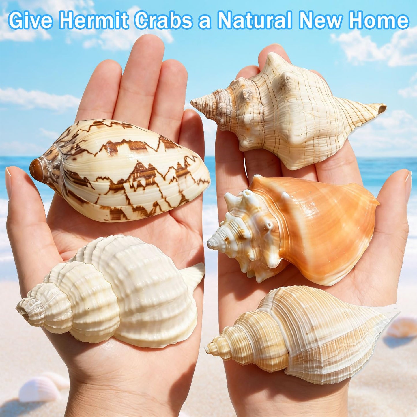 5PCS Medium and Large Hermit Crab Shells| Natural Sea Conch Size 2.8" - 4.5", Opening Size 1.6" - 2.7" | Turbo Seashells for Hermit Crab Supplies and Beach Decoration