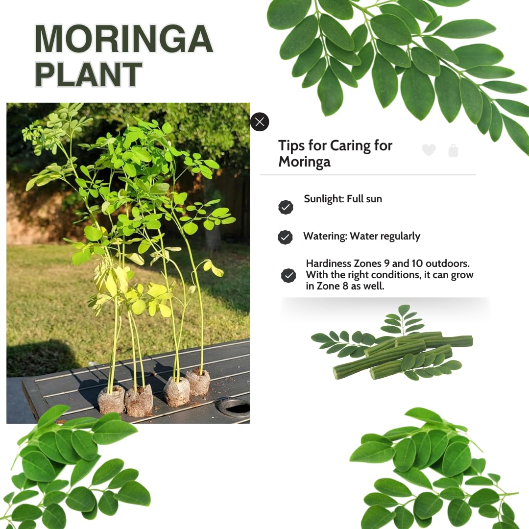Moringa Oleifera Live Trees Plants in One Pot, 6-10" Tall, Drumstick Horseradish Malunggay Trees Herb, Zones 9-11, 8 Months Old Seedling Tree