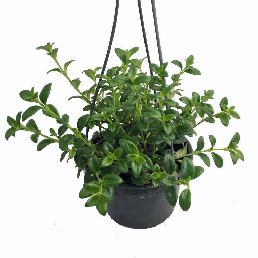 Premium Goldfish Plant - 6" Hanging Basket - Blooms Frequently!