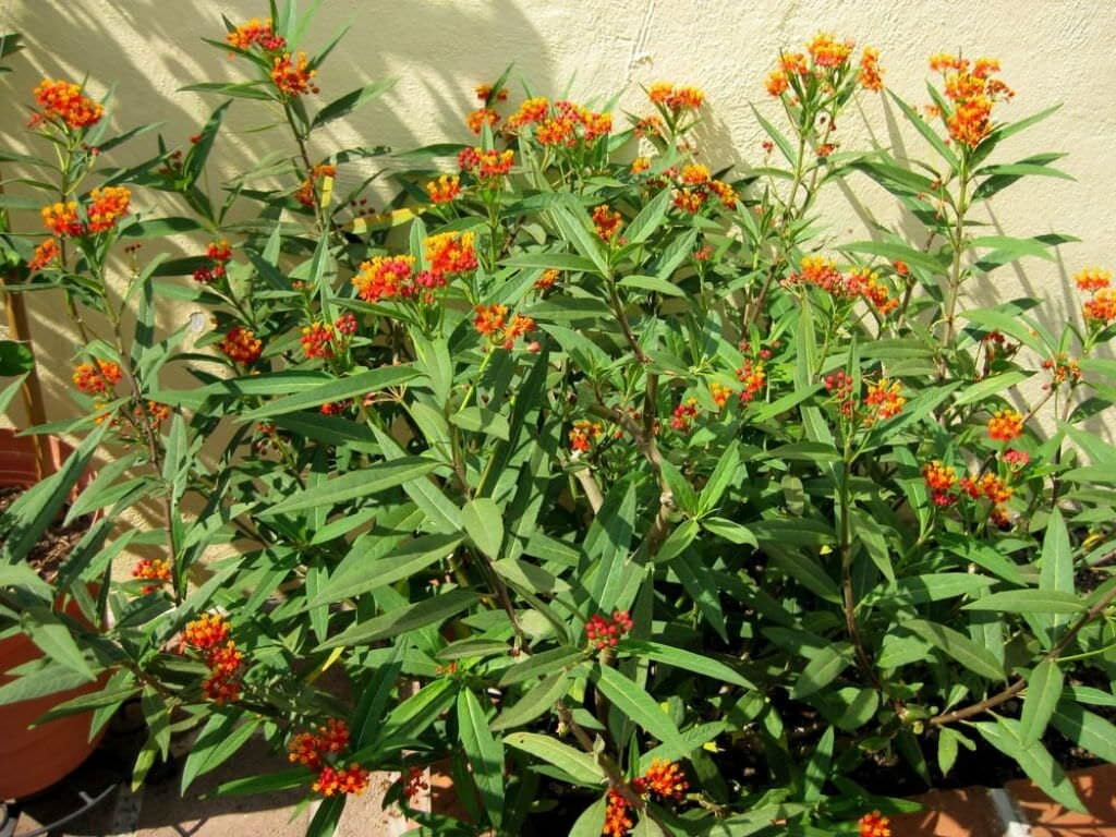 Live Plant - Red Milkweed Asclepias Curassavica Small Starter Plant Butterfly Host Plant!