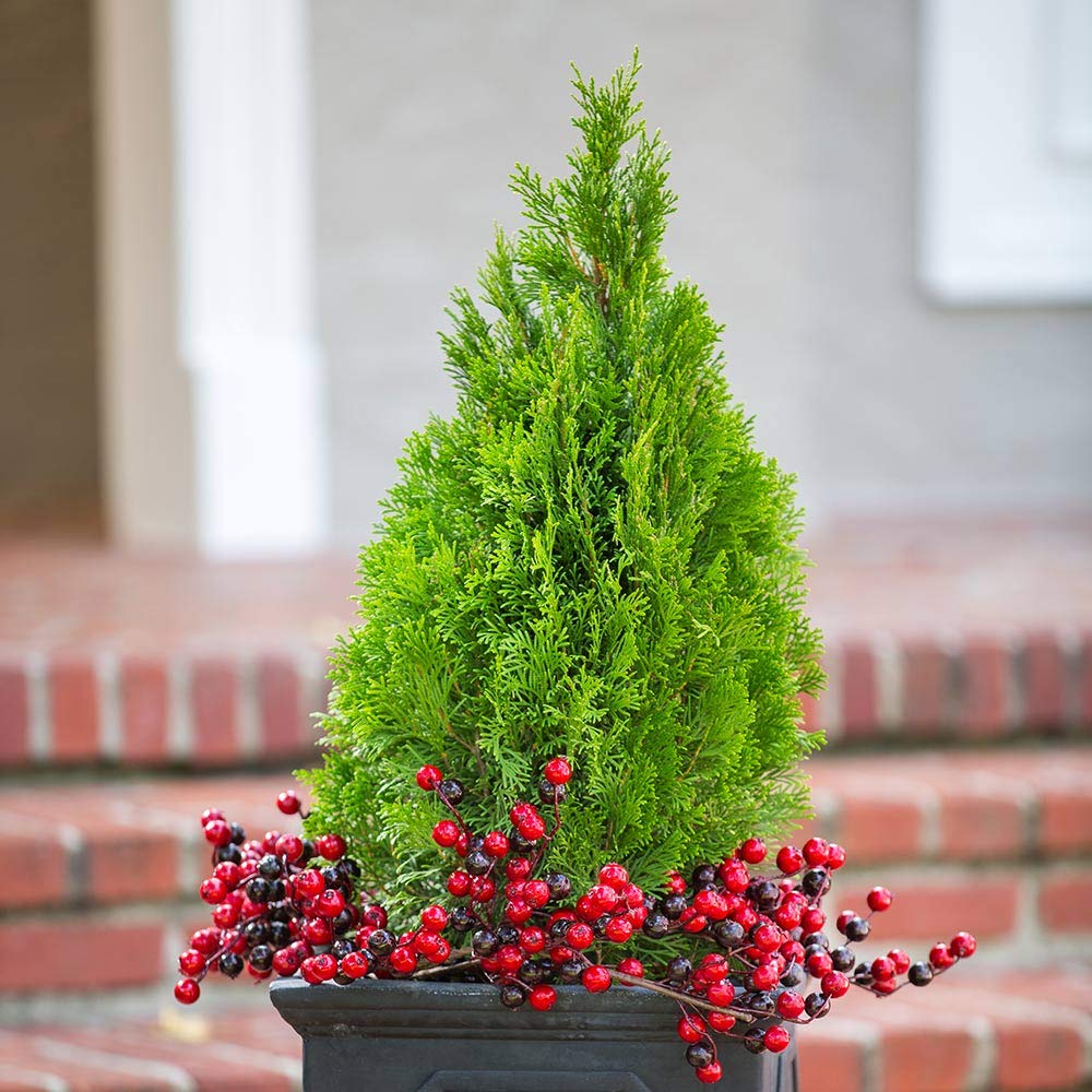 Emerald Green Arborvitae (2.5 Quart) Evergreen Shrub/Tree with Green Foliage - Full Sun to Part Shade Live Outdoor Plant