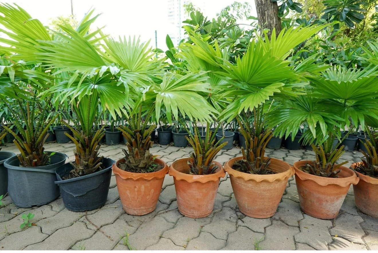 Live Plant - Saw Palmetto-Serenoa Repens-Small Rooted Starter Plant-Medicinal Properties!
