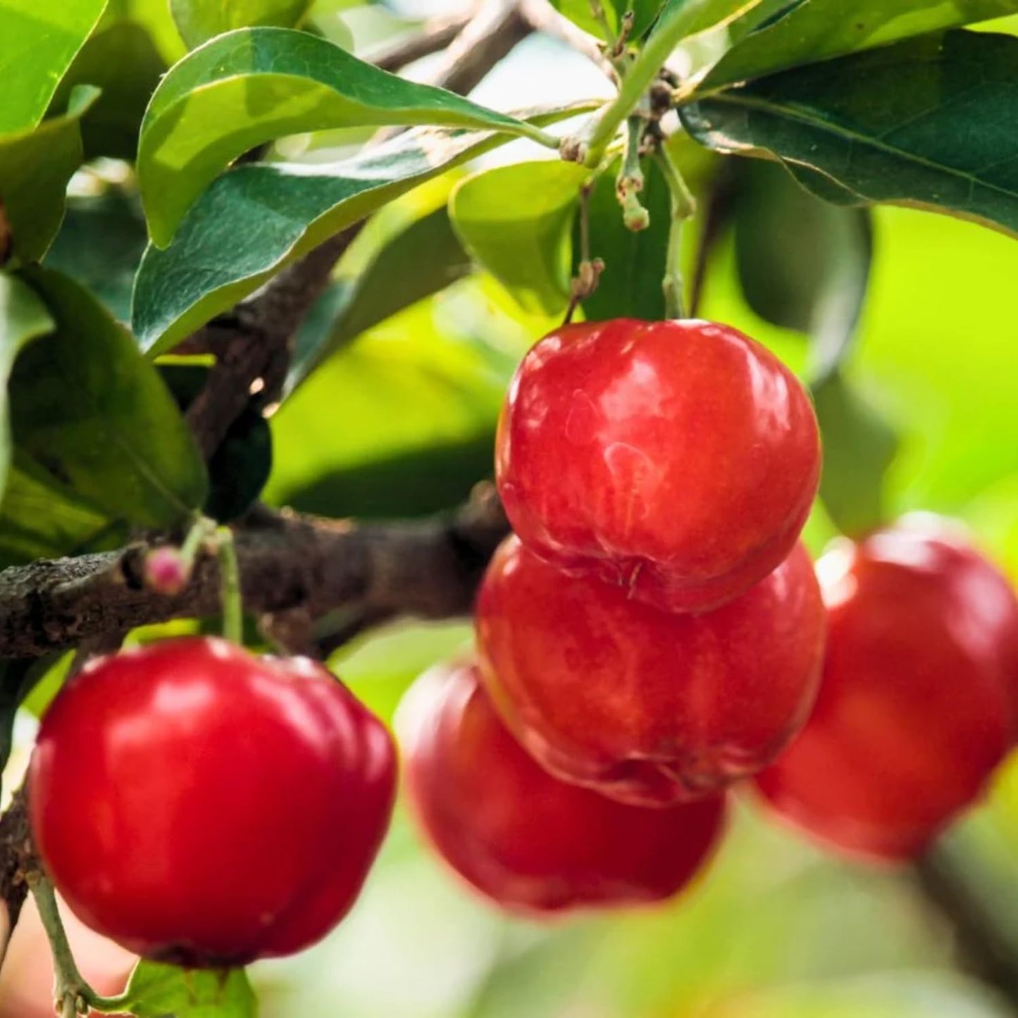 Acerola Red Cherry Seedling, Barbados Cherry Live Plant, 5-9” Tall