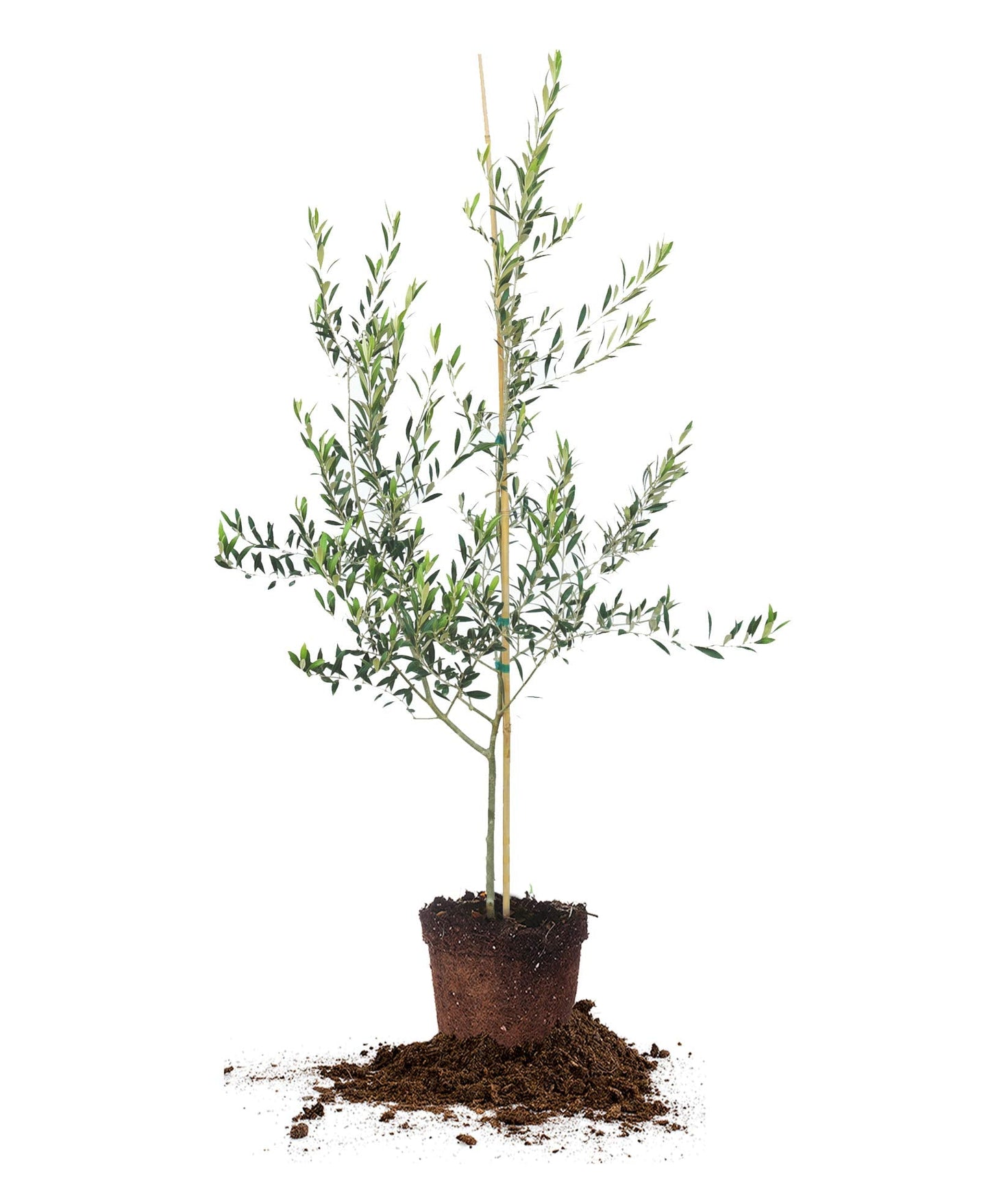 Arbequina Olive Tree - Live Plant, Includes Special Blend Fertilizer & Planting Guide