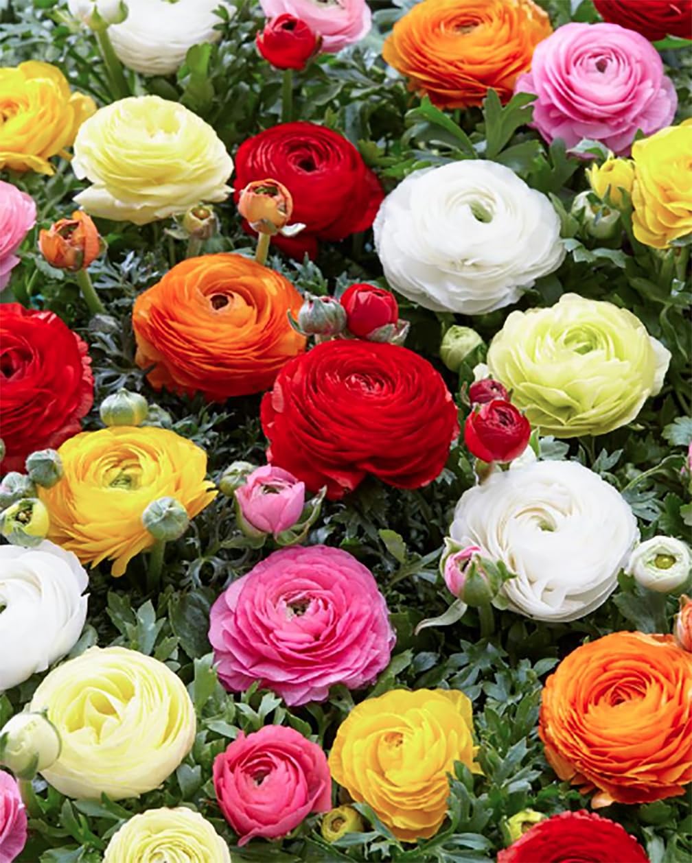White French Peony Ranunculus - 12 Largest Size Corms, Premium Bulbs for Stunning White Blooms, Ideal for Garden Beds, Perfect for Spring Planting 2025, Elegant Peony-Like Flowers