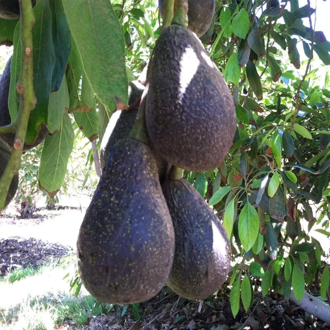 Cold Hardy Avocado Tree Live Plant 6-12" Indoor Outdoor Growing Zones 5-11, Smooth and Sweet Tropical Fruit Trees