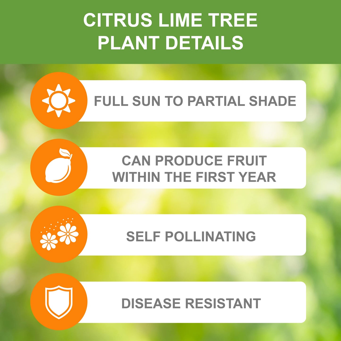 Garden State Bulb Persian Lime Tree, Citrus Live Plant (1 Gallon Growers Pot) Cannot Ship FL, AZ, CA, TX, LA