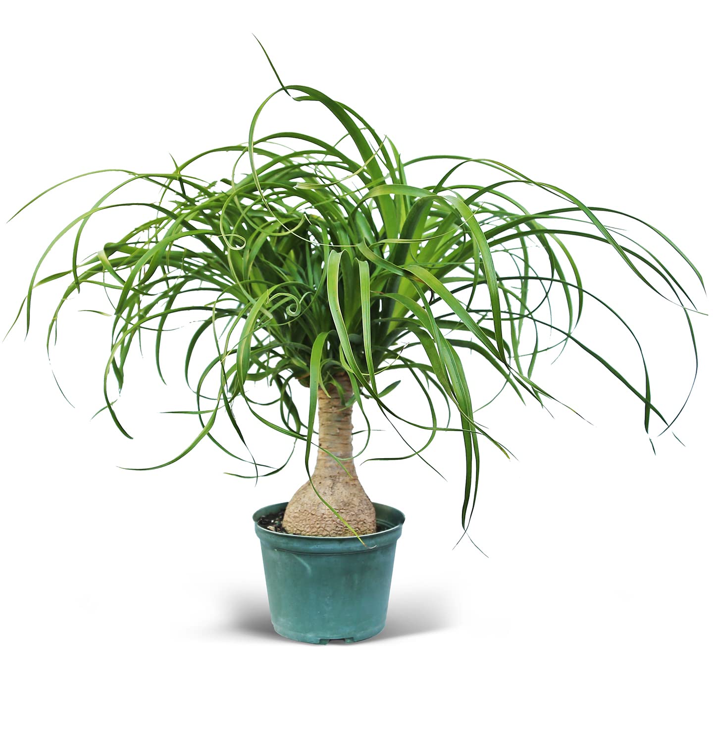 Live Ponytail Palm, Bottle Palm, Elephant Foot Tree, Rare Houseplant, Palm Tree Indoor Potted Plant, Birthday Gift, Housewarming Gift, Christmas Gift in 6" Pot
