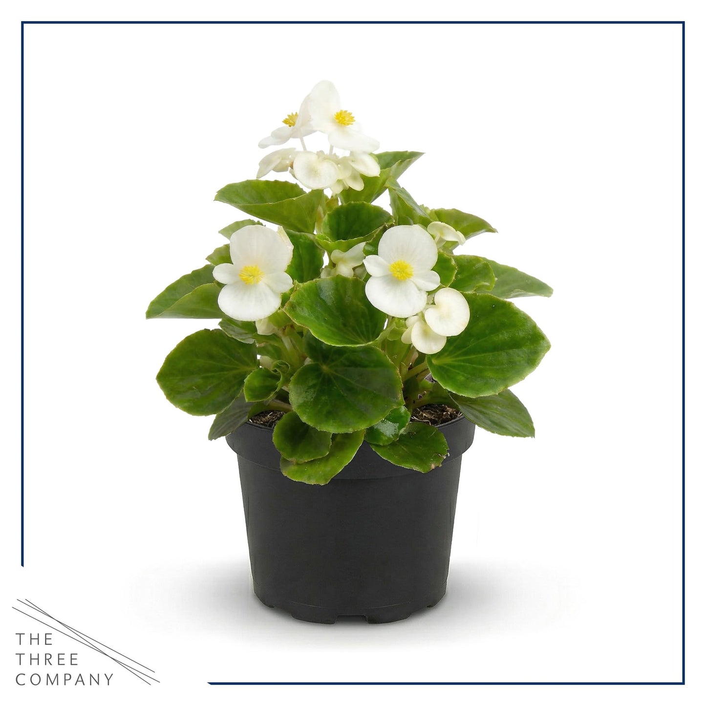Live Begonia - Green Leaf Ambassador White (4 Per Pack), Beautiful Shade Annual, Ships 8" Tall by 4" Wide in 1 Pt Pot