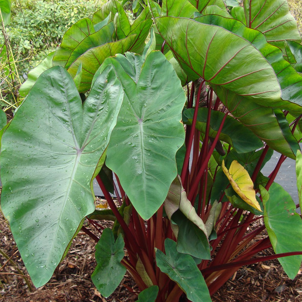 Van Zyverden Elephant Ears Hawaiian Punch Bulbs (Set of 1), Red