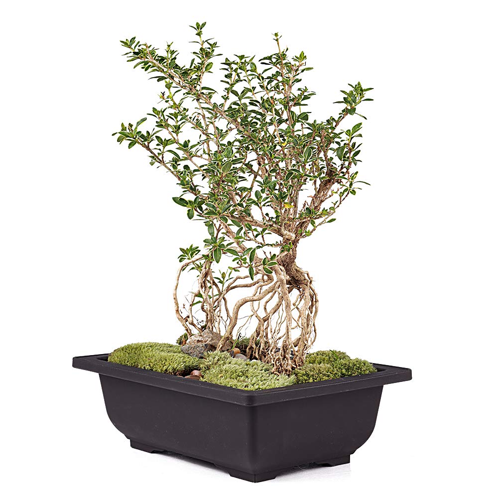 MUZHI 12PACK RetroStyle Plastic Bonsai Training Pots Balcony Indoor Rectangle Square Flower Pots 6"