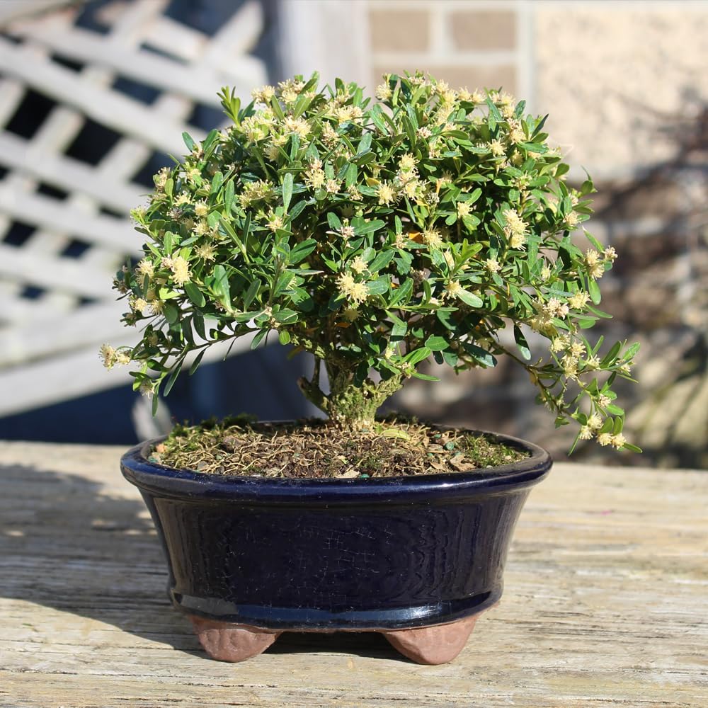 Brussel's Live Harland Boxwood Outdoor Bonsai Tree - 3 Years Old; 6" to 8" Tall with Decorative Container