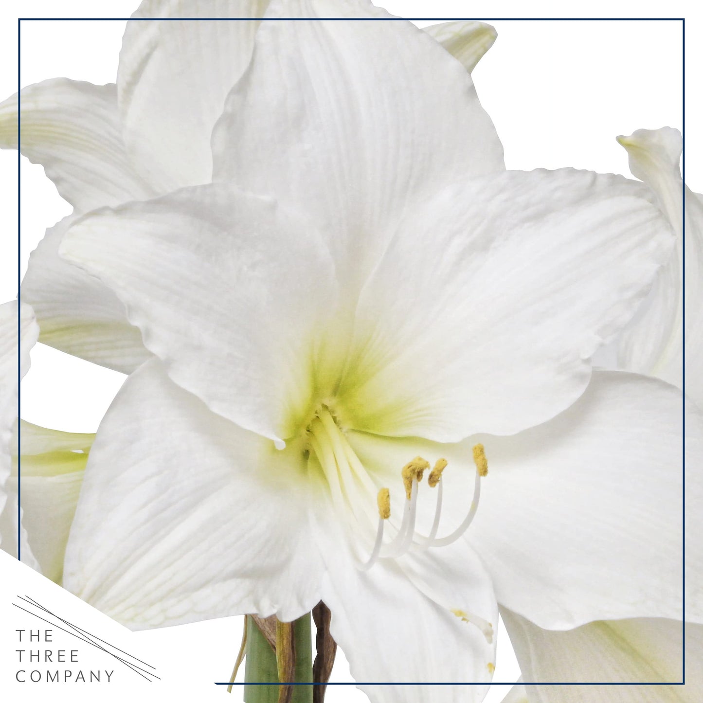 Waxed Amaryllis Bulb - Pink Wax, White Blooms - Easy Care - No Watering Needed! Beautiful Spring Décor