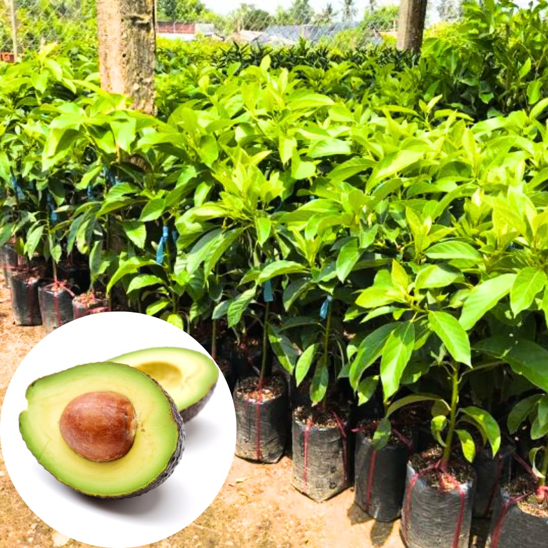 Cold Hardy Avocado Tree Live Plant 6-12" Indoor Outdoor Growing Zones 5-11, Smooth and Sweet Tropical Fruit Trees