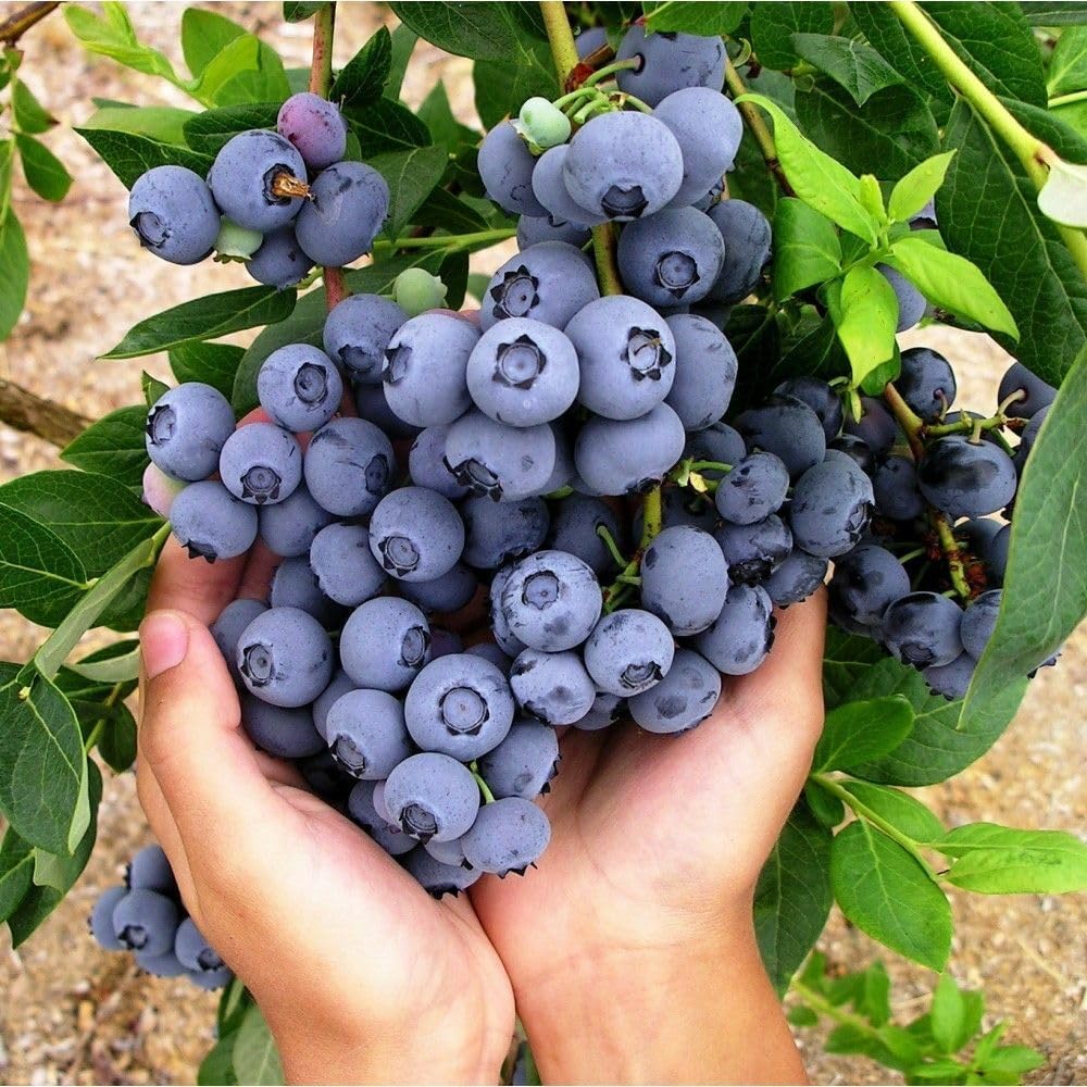 Live Plant - 5 Duke Blueberry Bushes/Shrubs - 10-12" Tall - 2 Year Old Plants