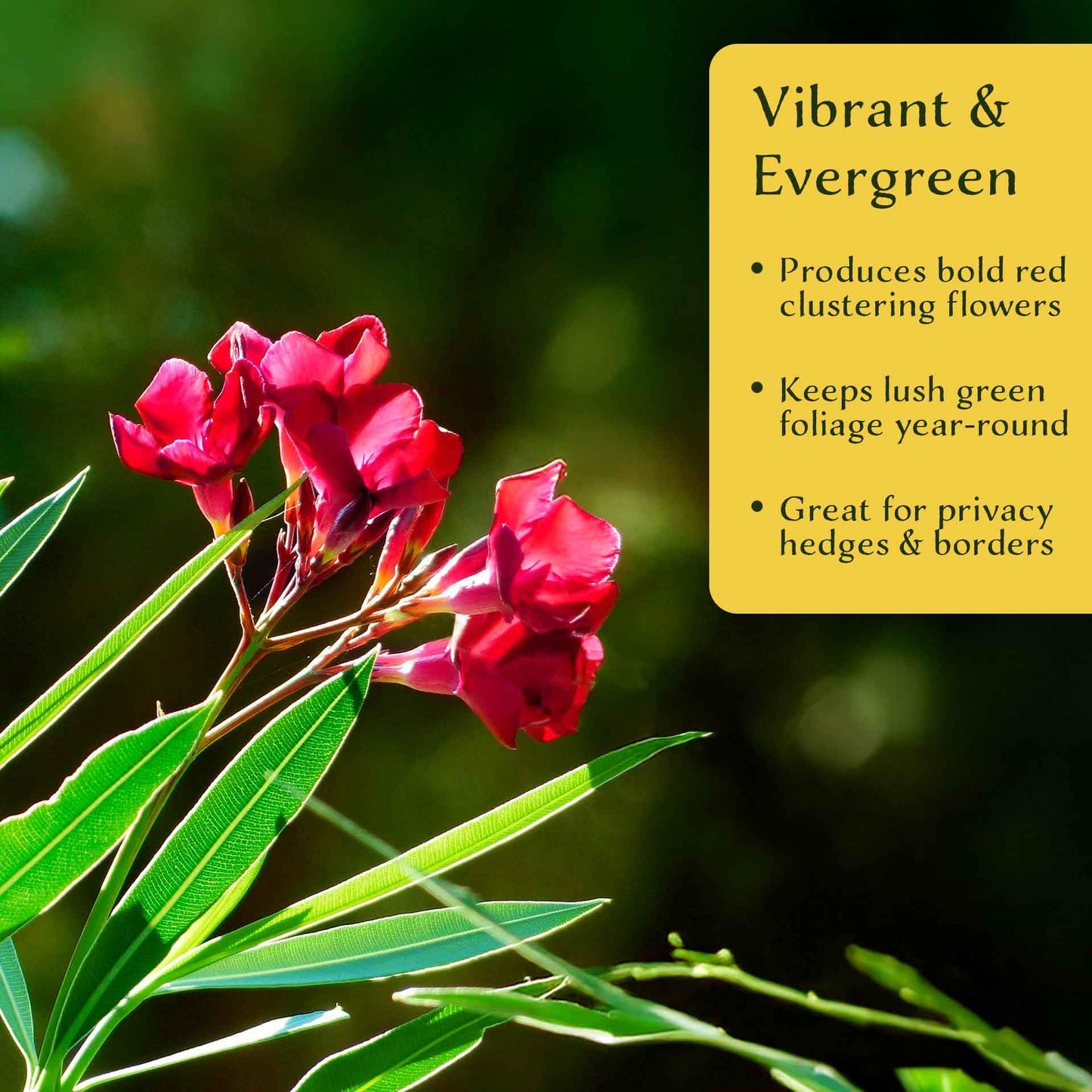 3 Nerium Red Oleander in 2.5” Nursery Cubes (Nerium Oleander ‘Jannoch’) | Red-Flowering Evergreen Shrub or Small Tree for Hedges, Privacy Screens, and Containers | Ready-to-Plant Live Starter Plants