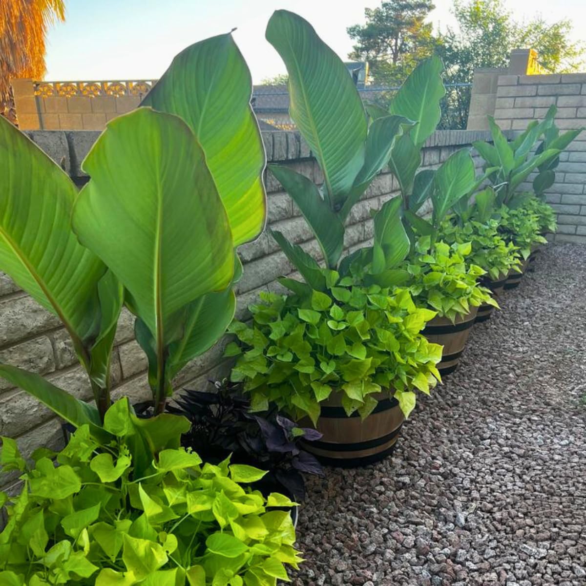 Grande Red Stripe Canna Lily Bulb – Giant Green Leaves with Red Striping, Tropical Privacy Screen, Zones 3–9, 6–8 Ft Tall, Summer Rhizome, 1 Bulb