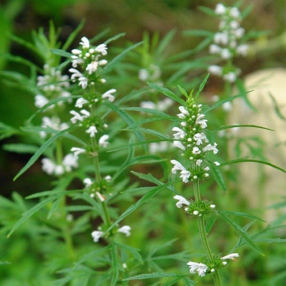 Palm Beach Medicinal Herbs - Chinese Motherwort (Leonuris Artemisia) - Packet of 40 Seeds